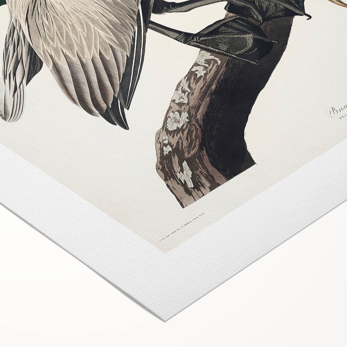 Famous Romantic Era Art: Green Begonia Rex Canvas Print