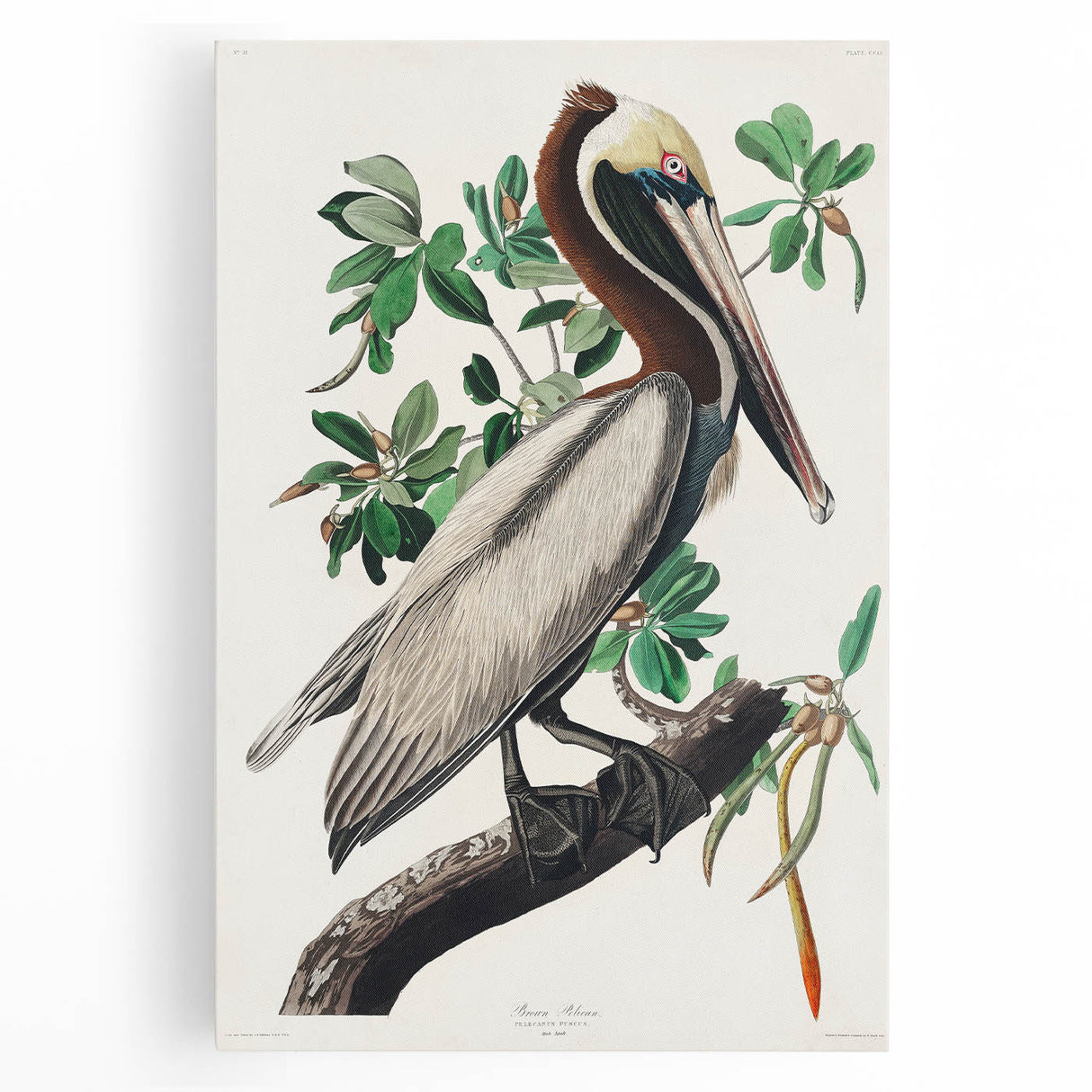 Famous Romantic Era Art: Green Begonia Rex Canvas Print