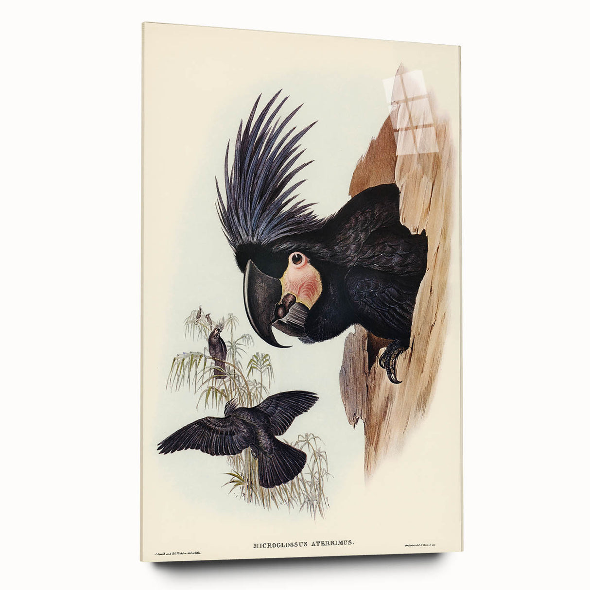Historical Romanticism Canvas: Ring-necked Pheasant Artwork