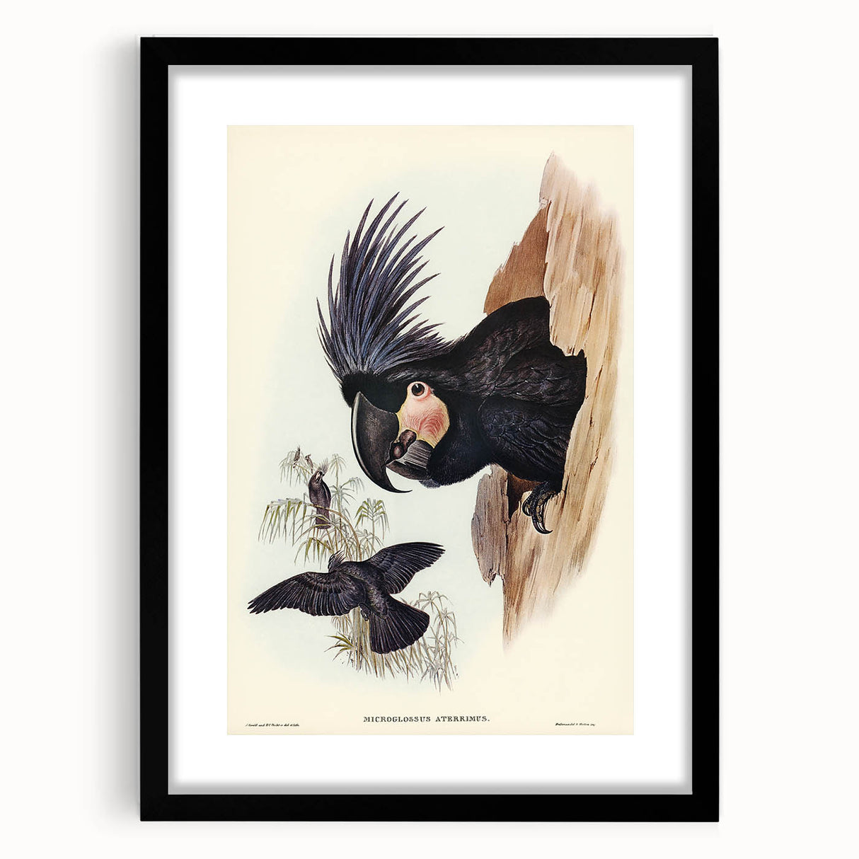 Historical Romanticism Canvas: Ring-necked Pheasant Artwork