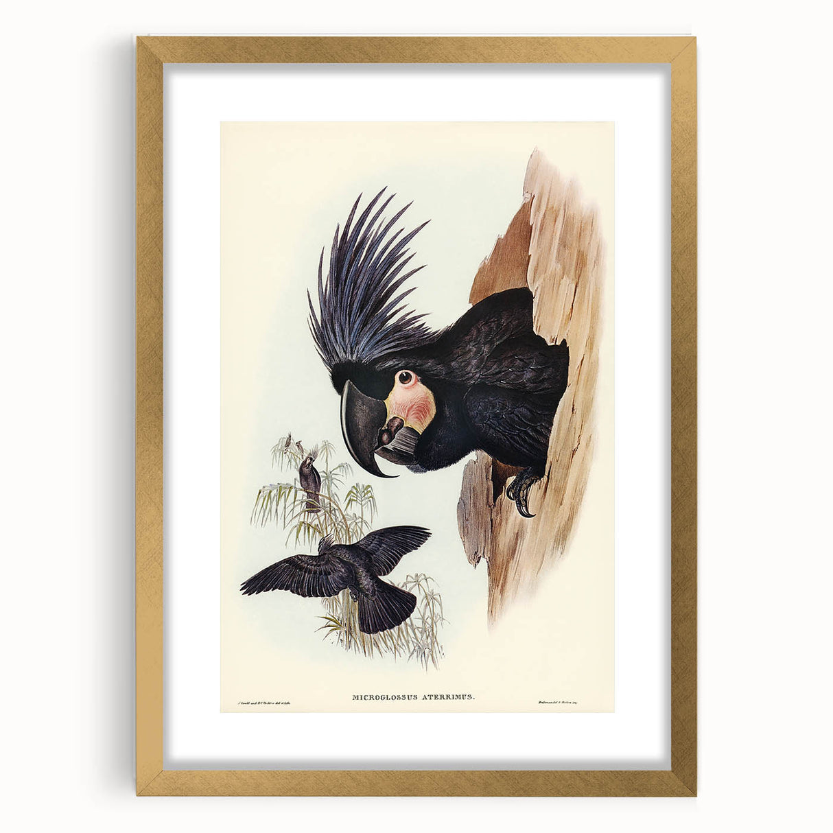 Historical Romanticism Canvas: Ring-necked Pheasant Artwork