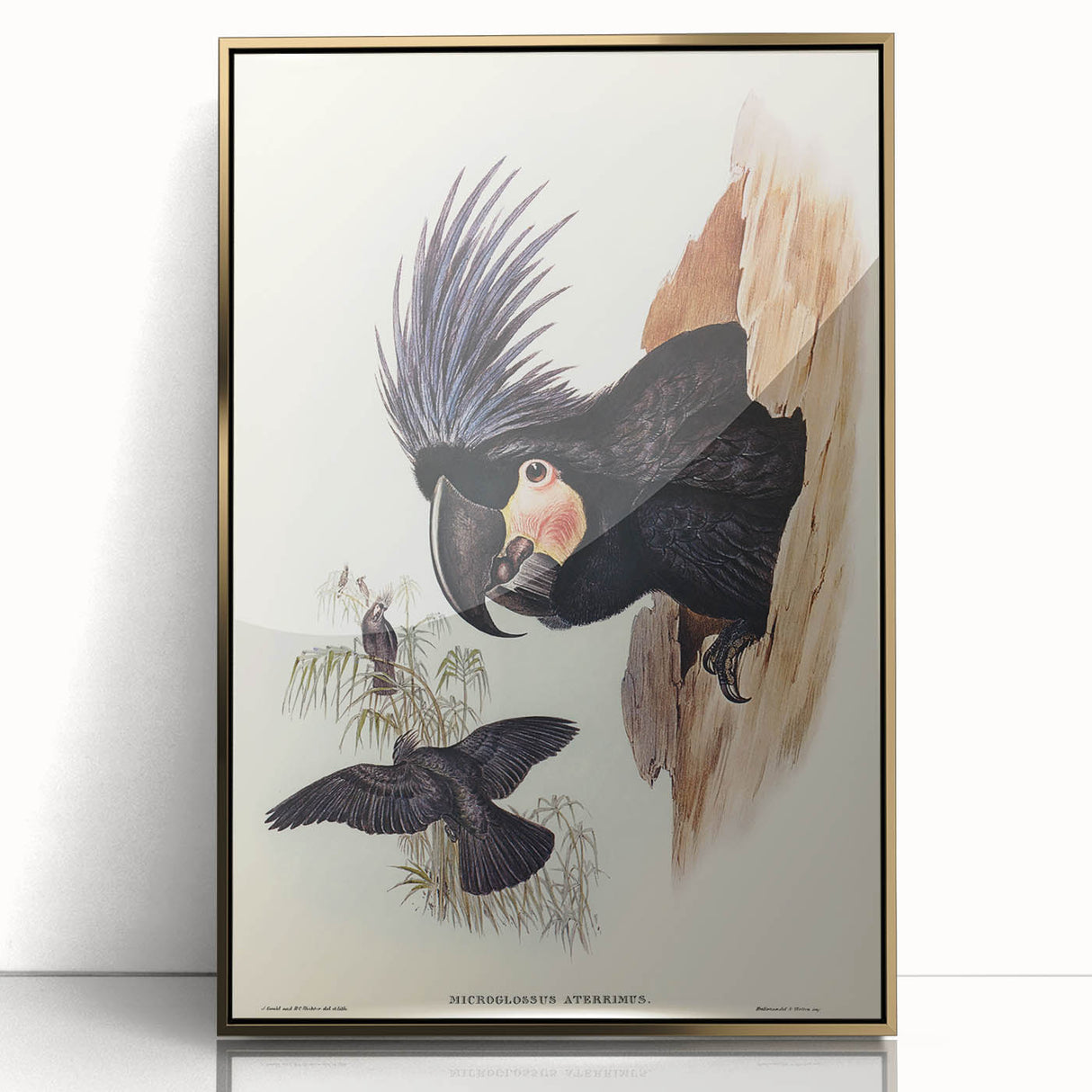 Historical Romanticism Canvas: Ring-necked Pheasant Artwork