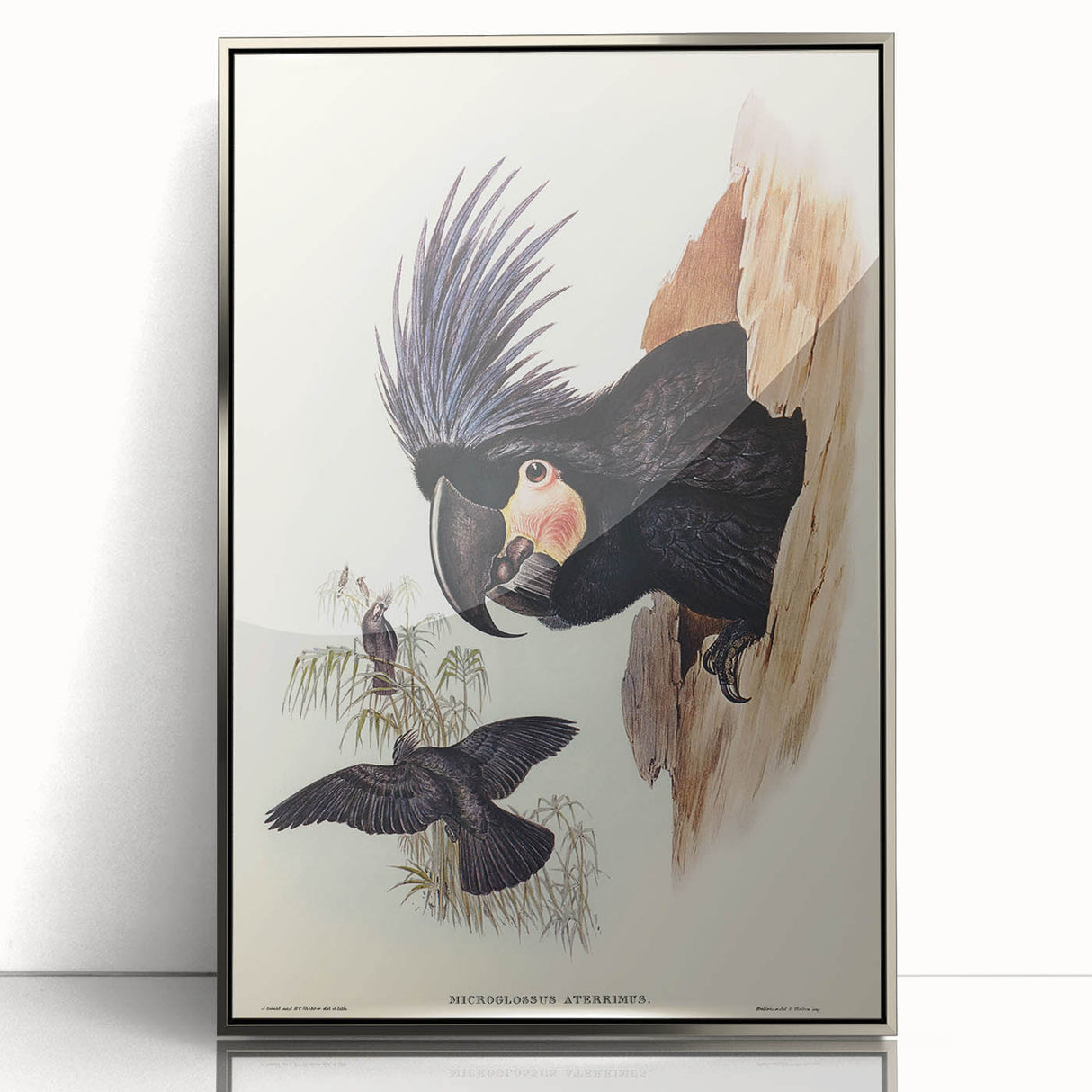 Historical Romanticism Canvas: Ring-necked Pheasant Artwork