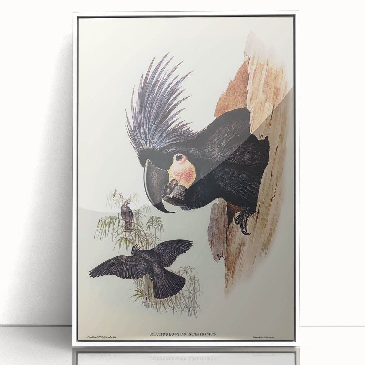 Historical Romanticism Canvas: Ring-necked Pheasant Artwork