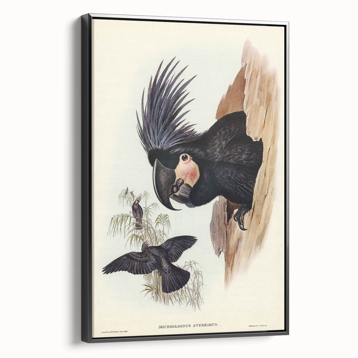 Historical Romanticism Canvas: Ring-necked Pheasant Artwork