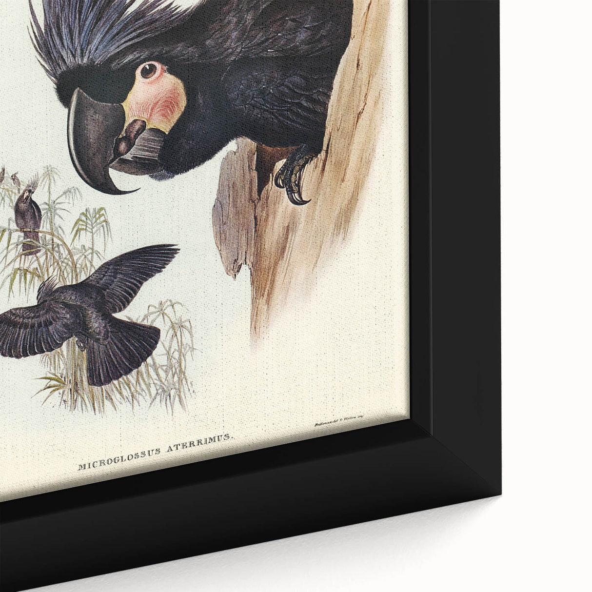 Historical Romanticism Canvas: Ring-necked Pheasant Artwork