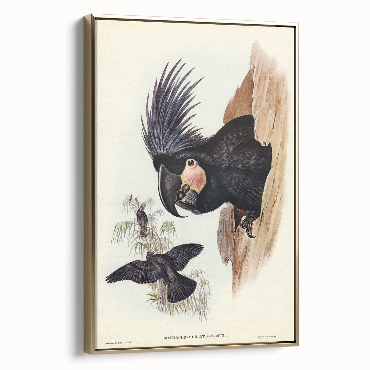 Historical Romanticism Canvas: Ring-necked Pheasant Artwork