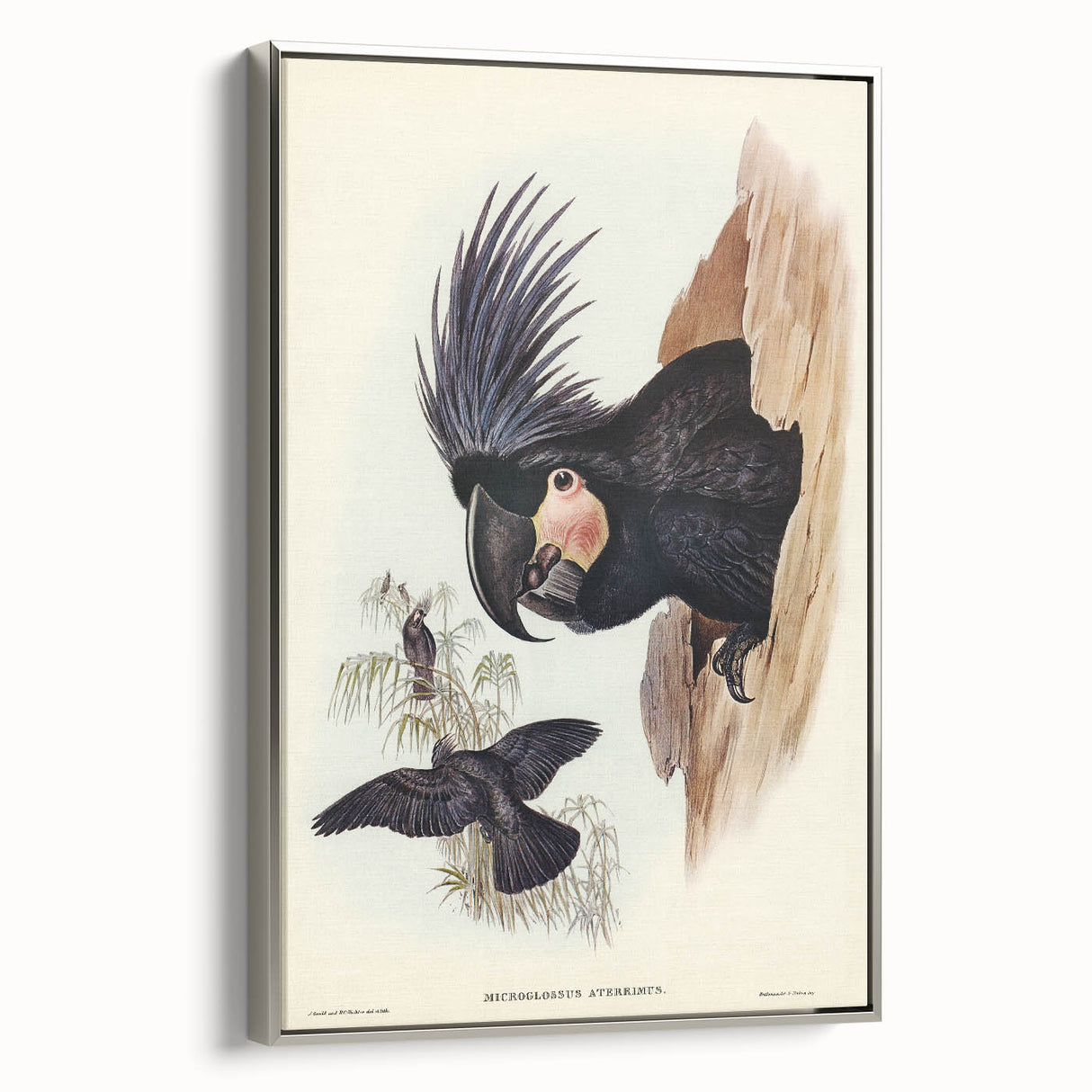 Historical Romanticism Canvas: Ring-necked Pheasant Artwork