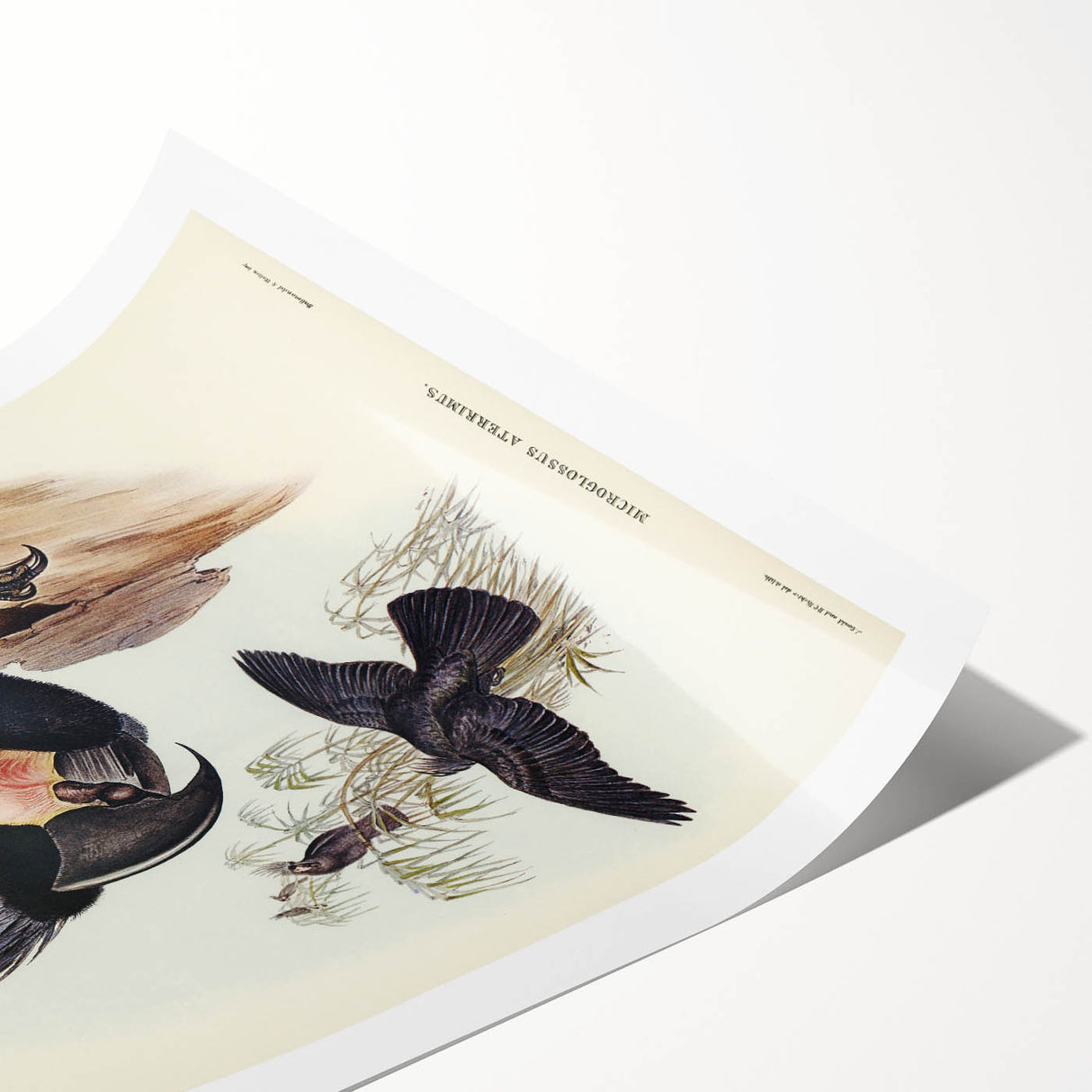 Historical Romanticism Canvas: Ring-necked Pheasant Artwork