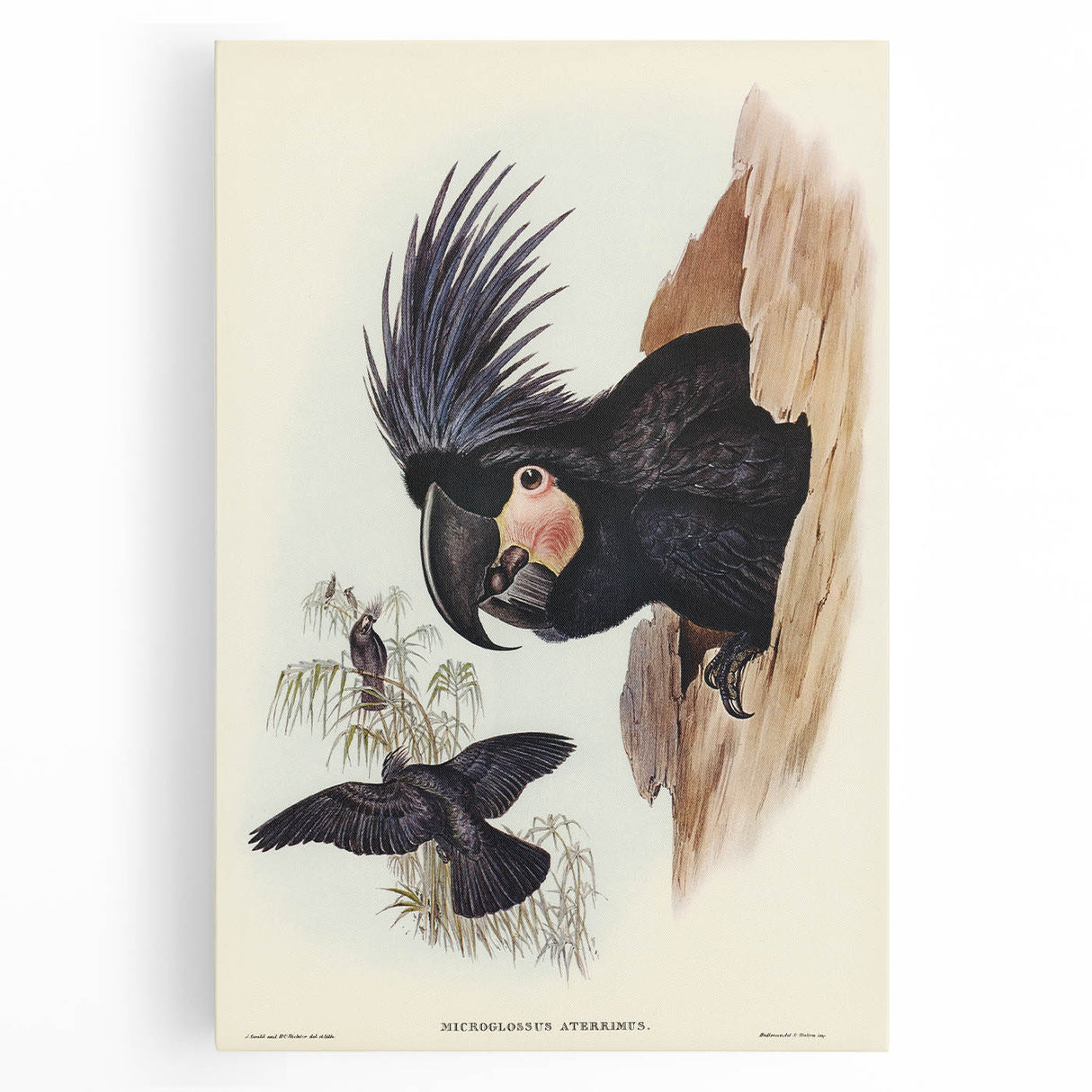 Historical Romanticism Canvas: Ring-necked Pheasant Artwork