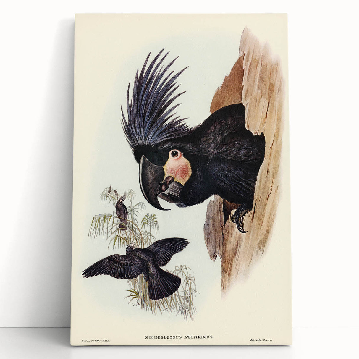 Historical Romanticism Canvas: Ring-necked Pheasant Artwork