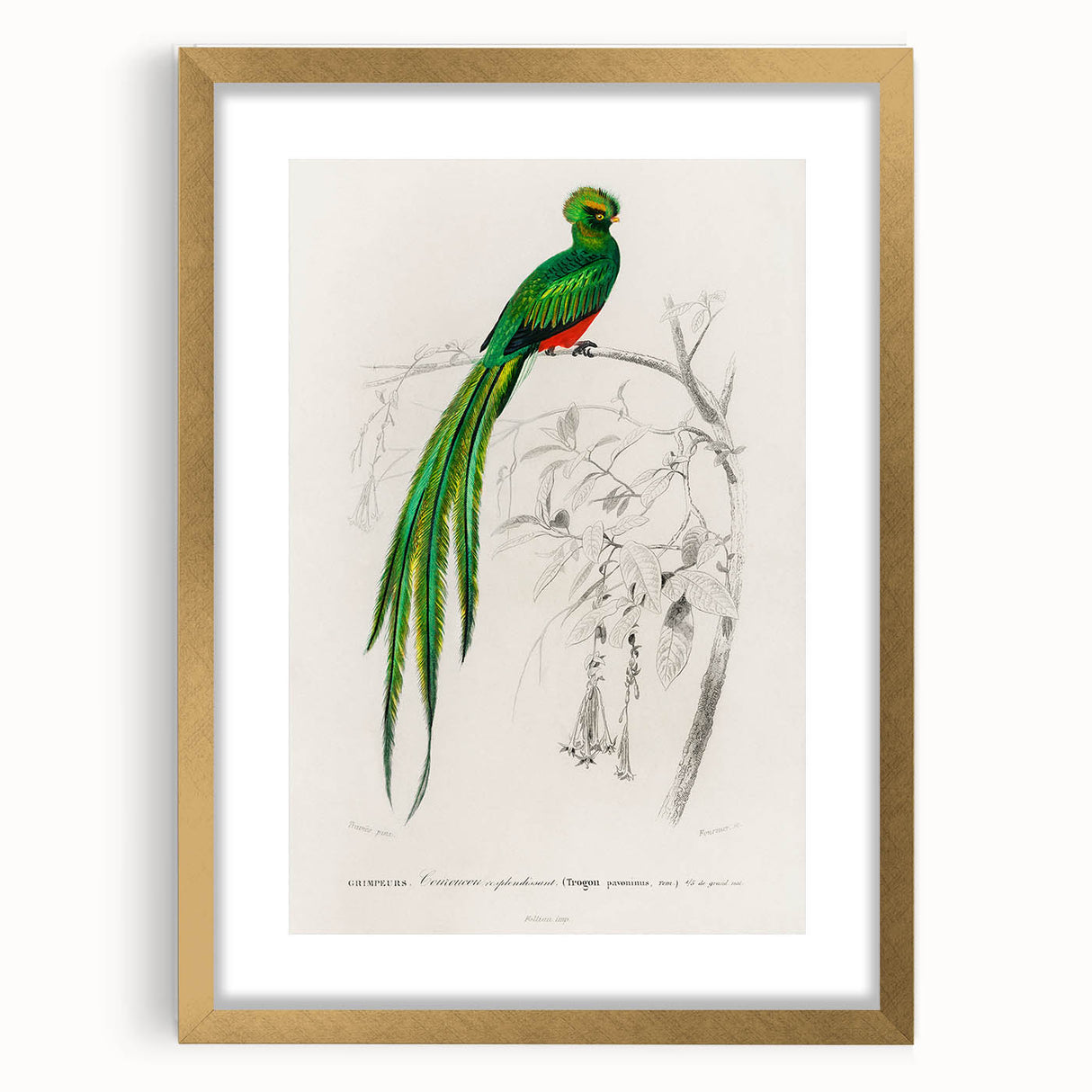 Classic Romantic Paintings: Farmyard Fowls by John James Audubon