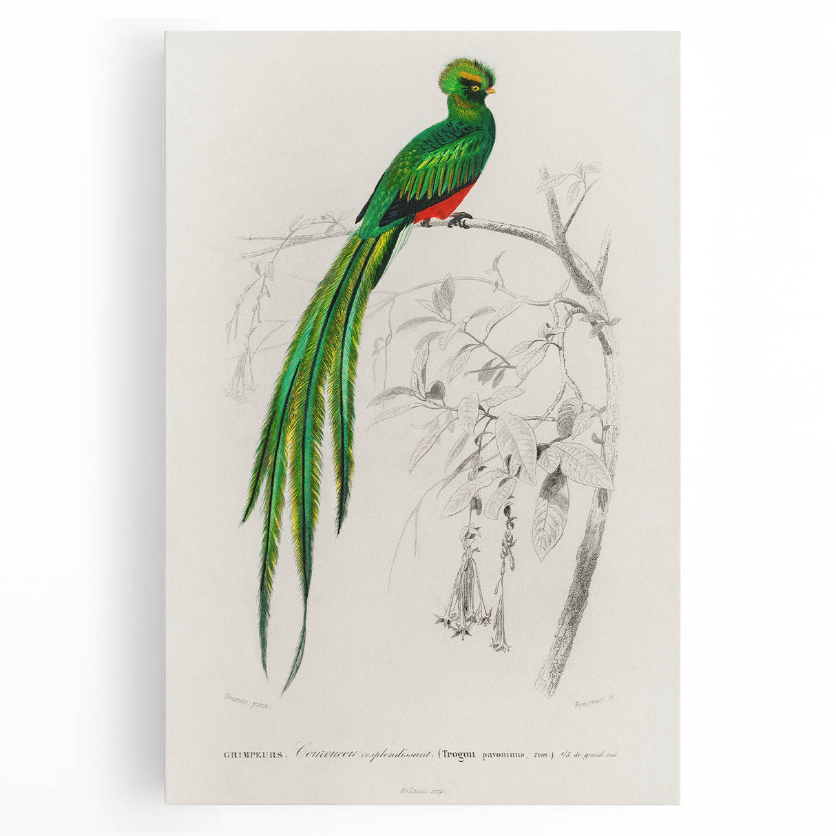 Classic Romantic Paintings: Farmyard Fowls by John James Audubon