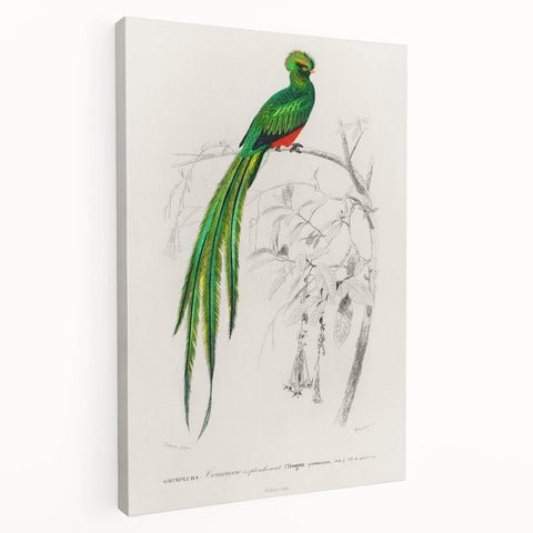 Classic Romantic Paintings: Farmyard Fowls by John James Audubon