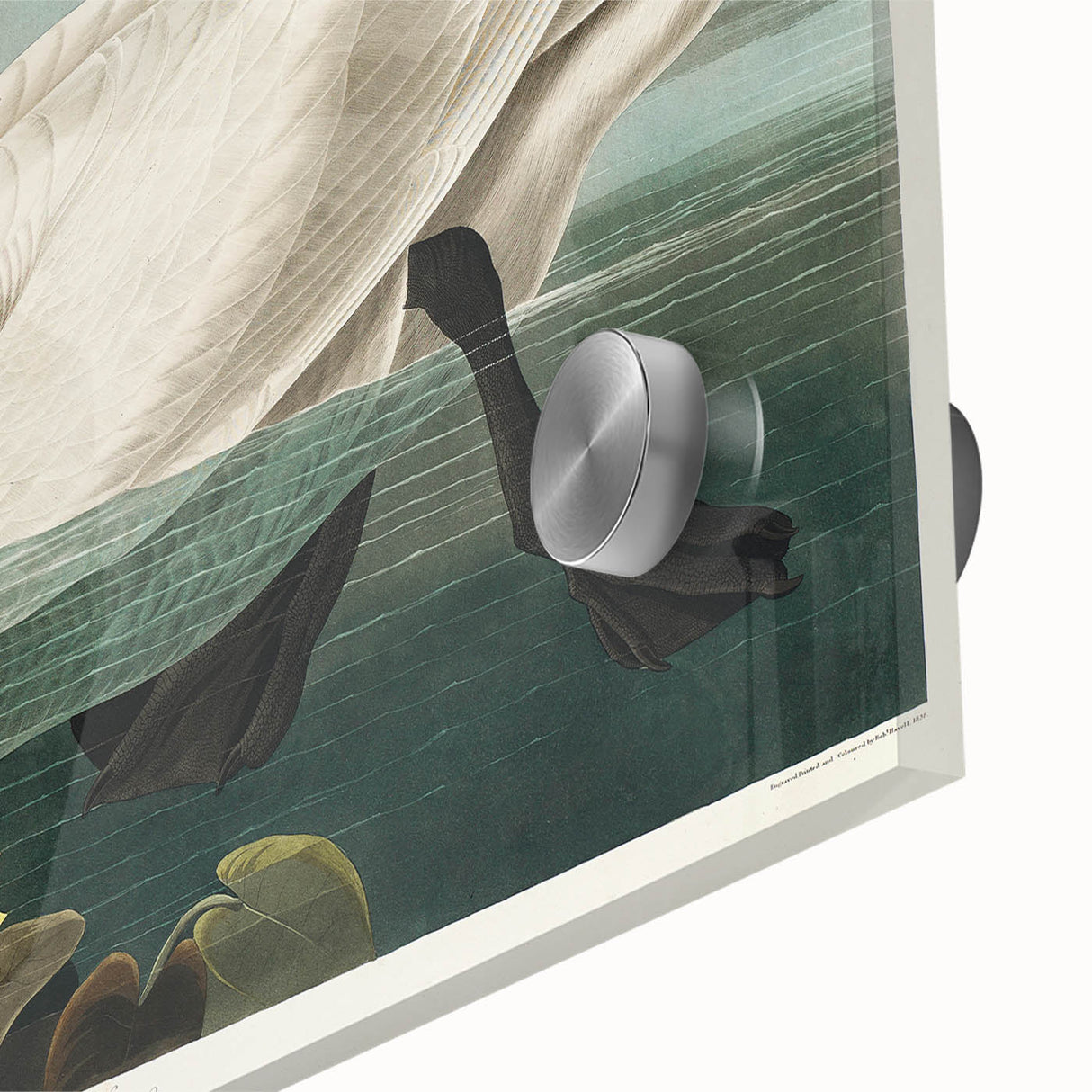 Romanticism Art: "Common American Swan" by John James Audubon