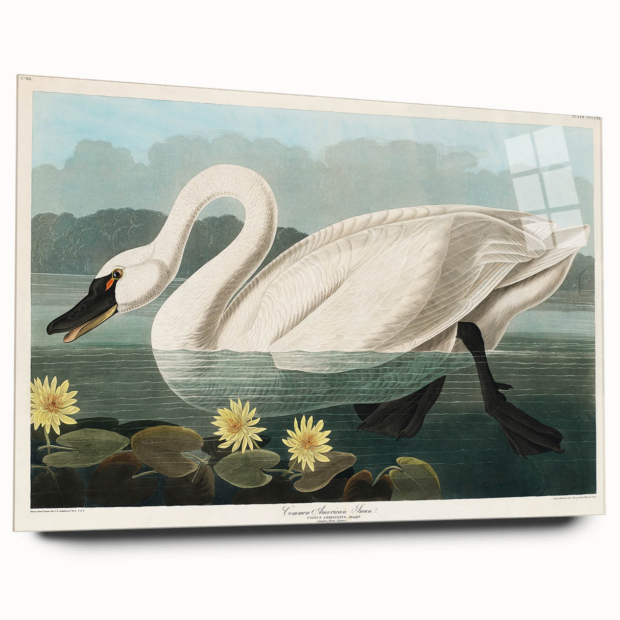 Romanticism Art: "Common American Swan" by John James Audubon
