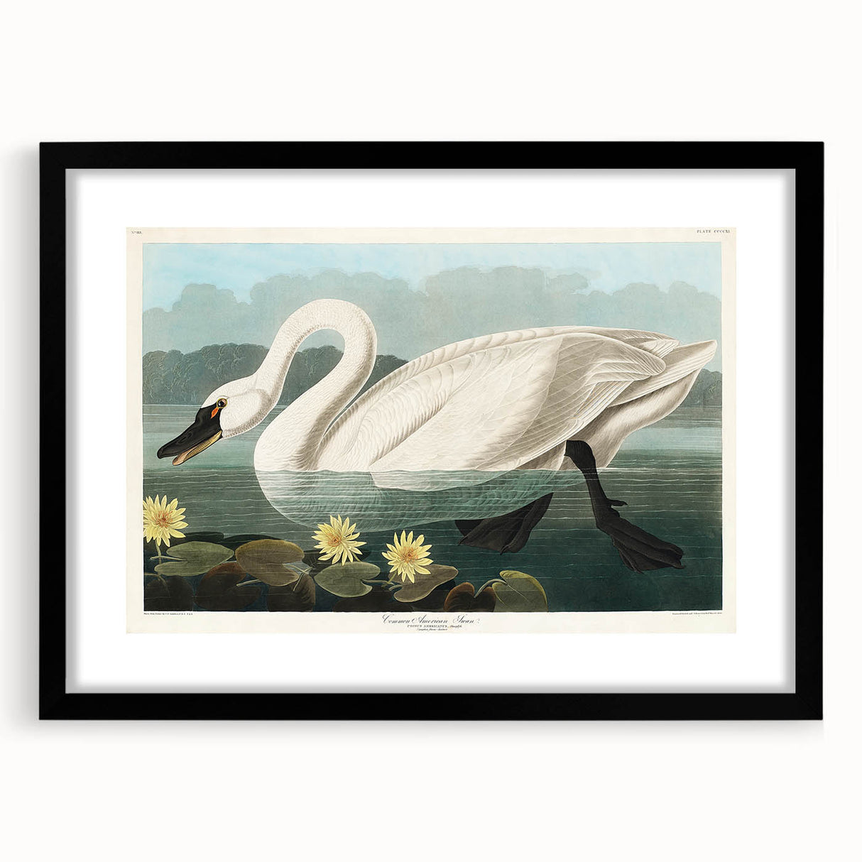 Romanticism Art: "Common American Swan" by John James Audubon