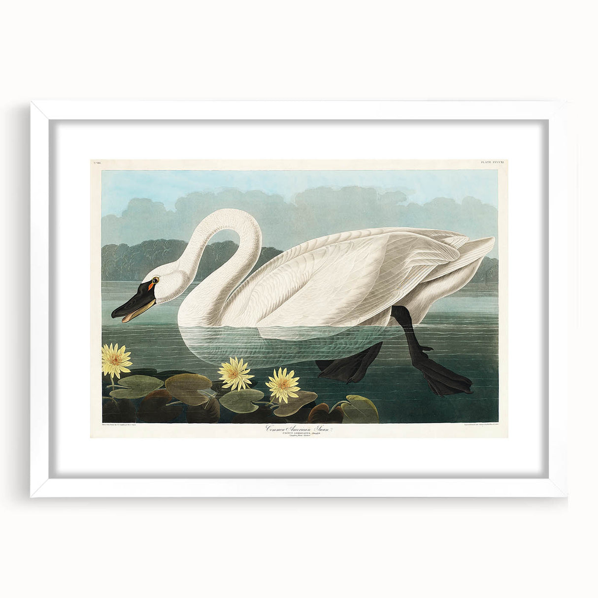 Romanticism Art: "Common American Swan" by John James Audubon