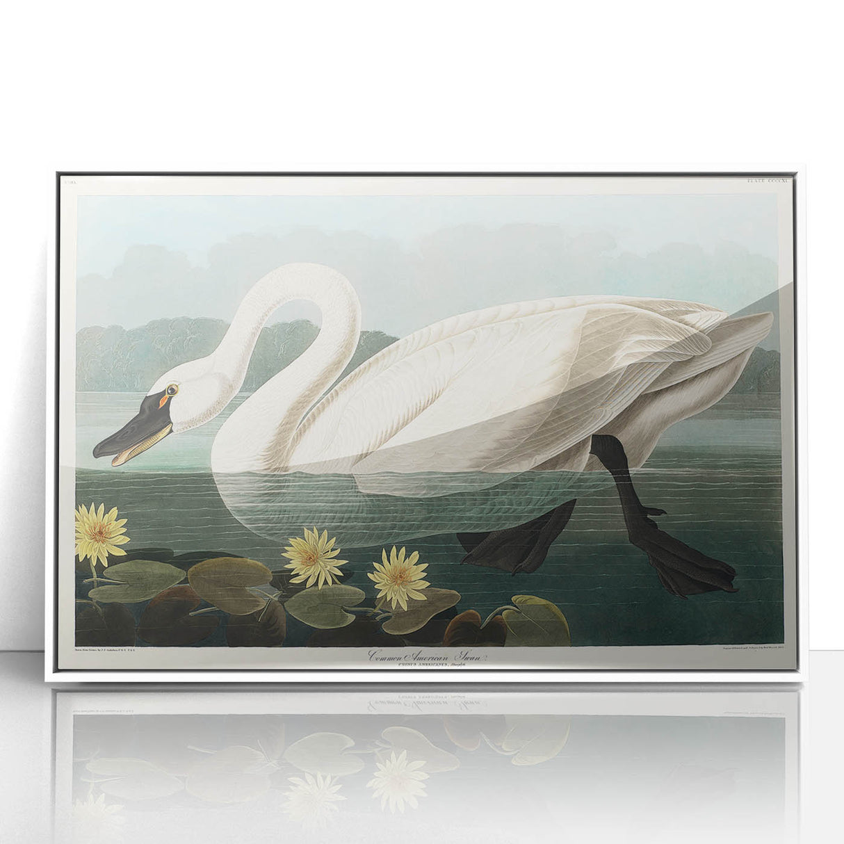 Romanticism Art: "Common American Swan" by John James Audubon