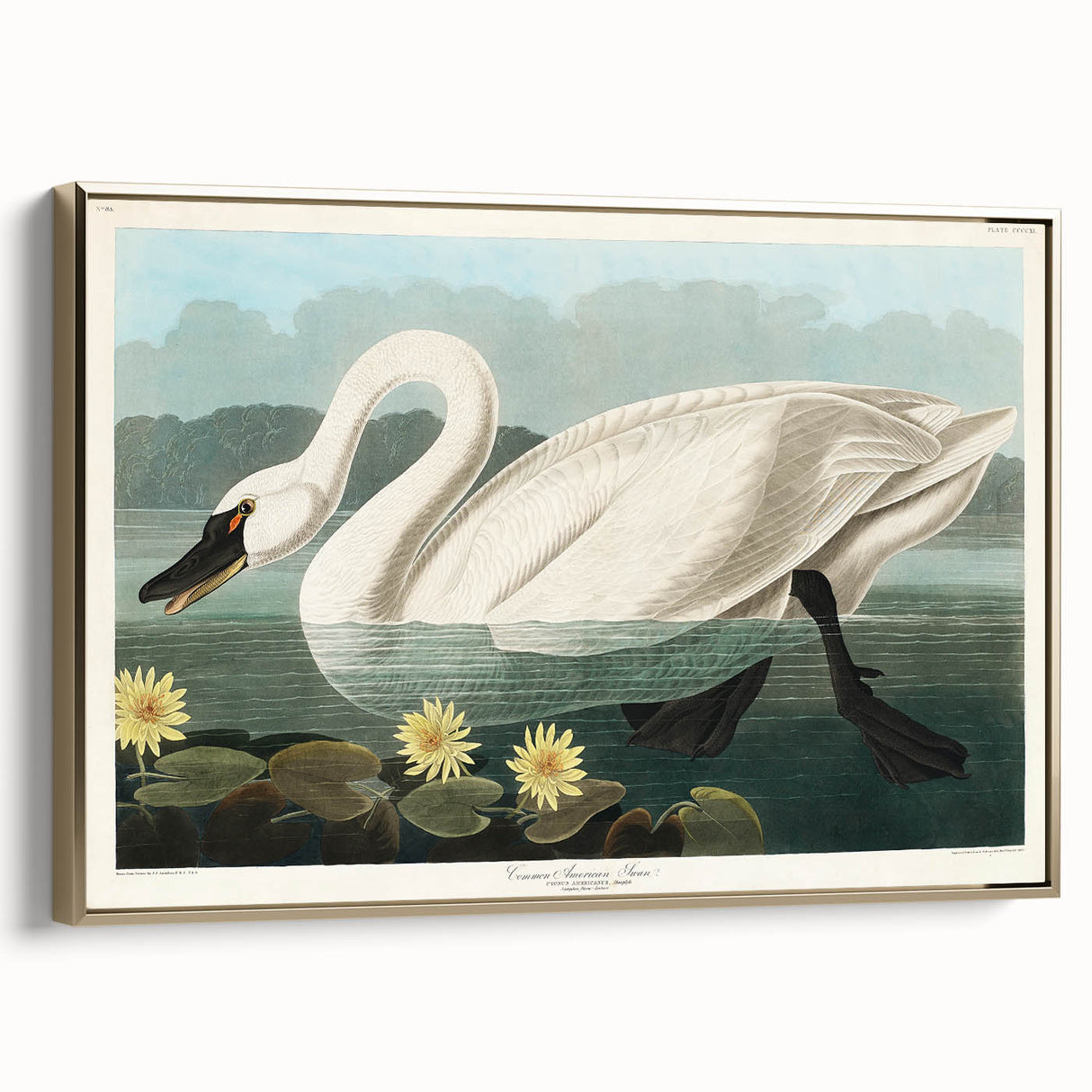 Romanticism Art: "Common American Swan" by John James Audubon