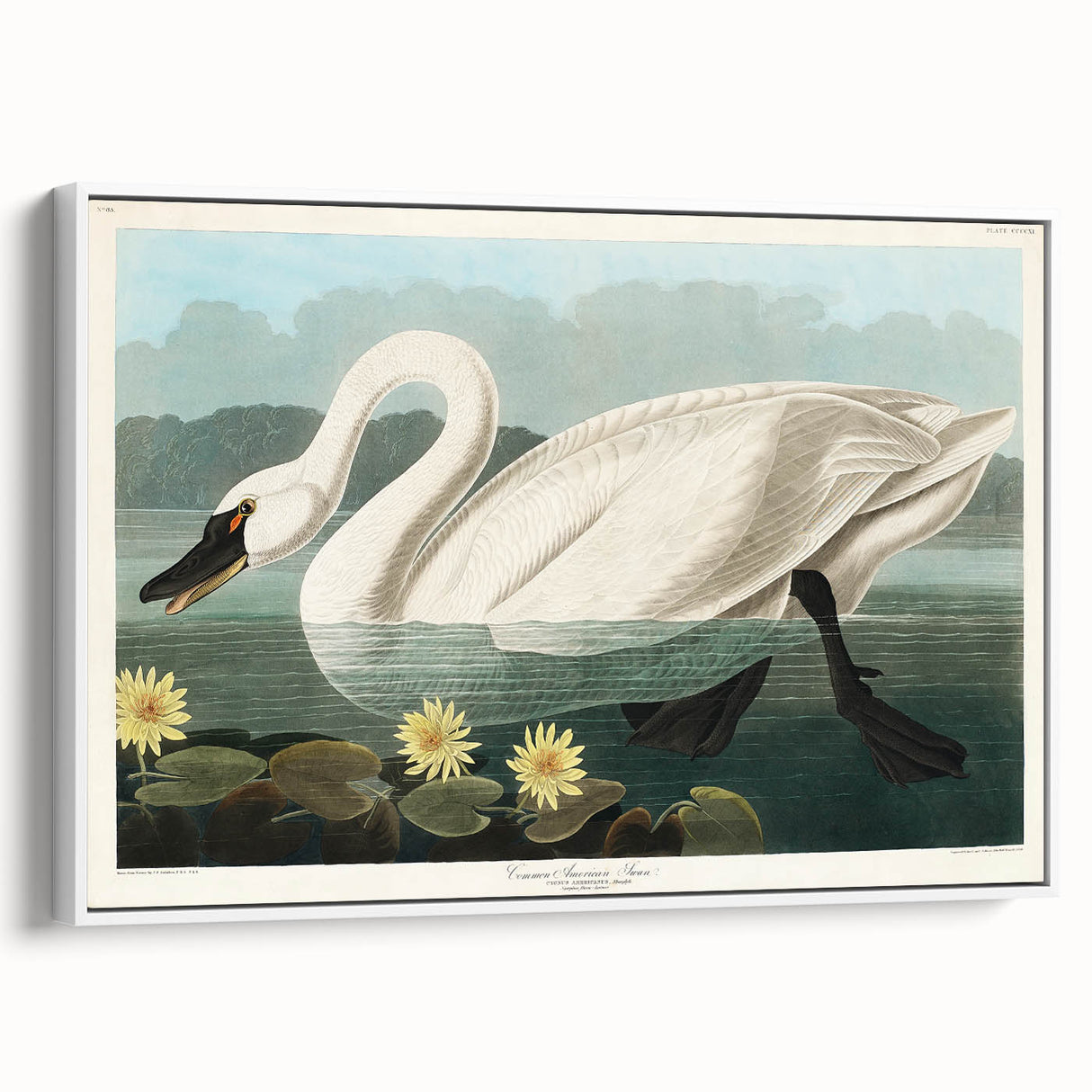 Romanticism Art: "Common American Swan" by John James Audubon
