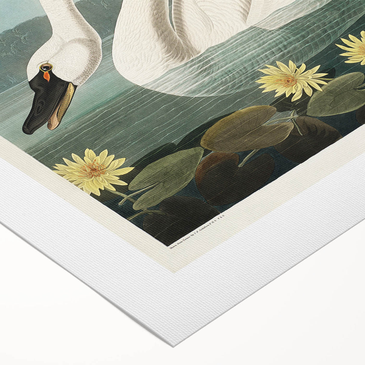 Romanticism Art: "Common American Swan" by John James Audubon