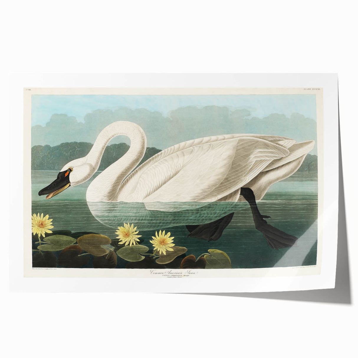 Romanticism Art: "Common American Swan" by John James Audubon