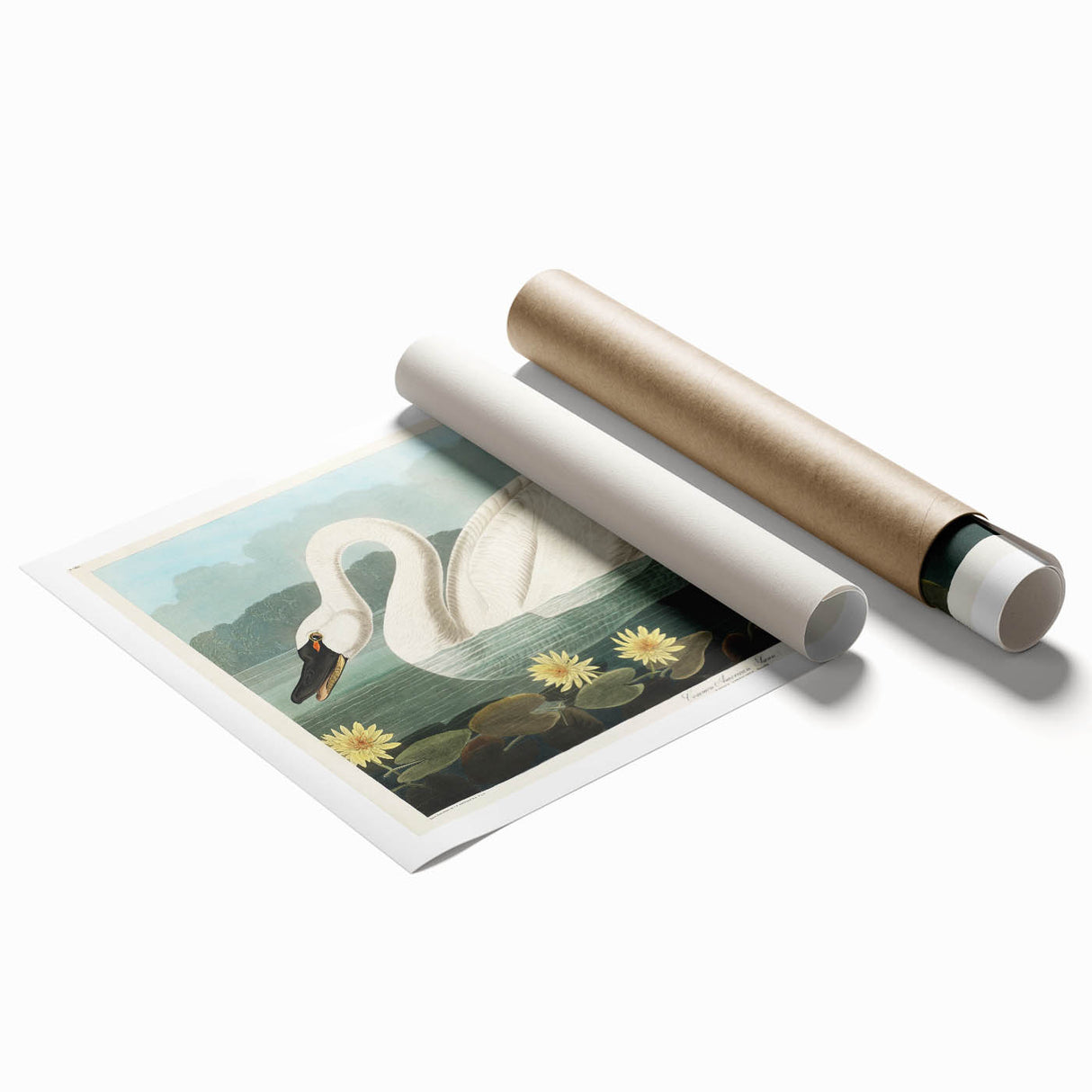 Romanticism Art: "Common American Swan" by John James Audubon