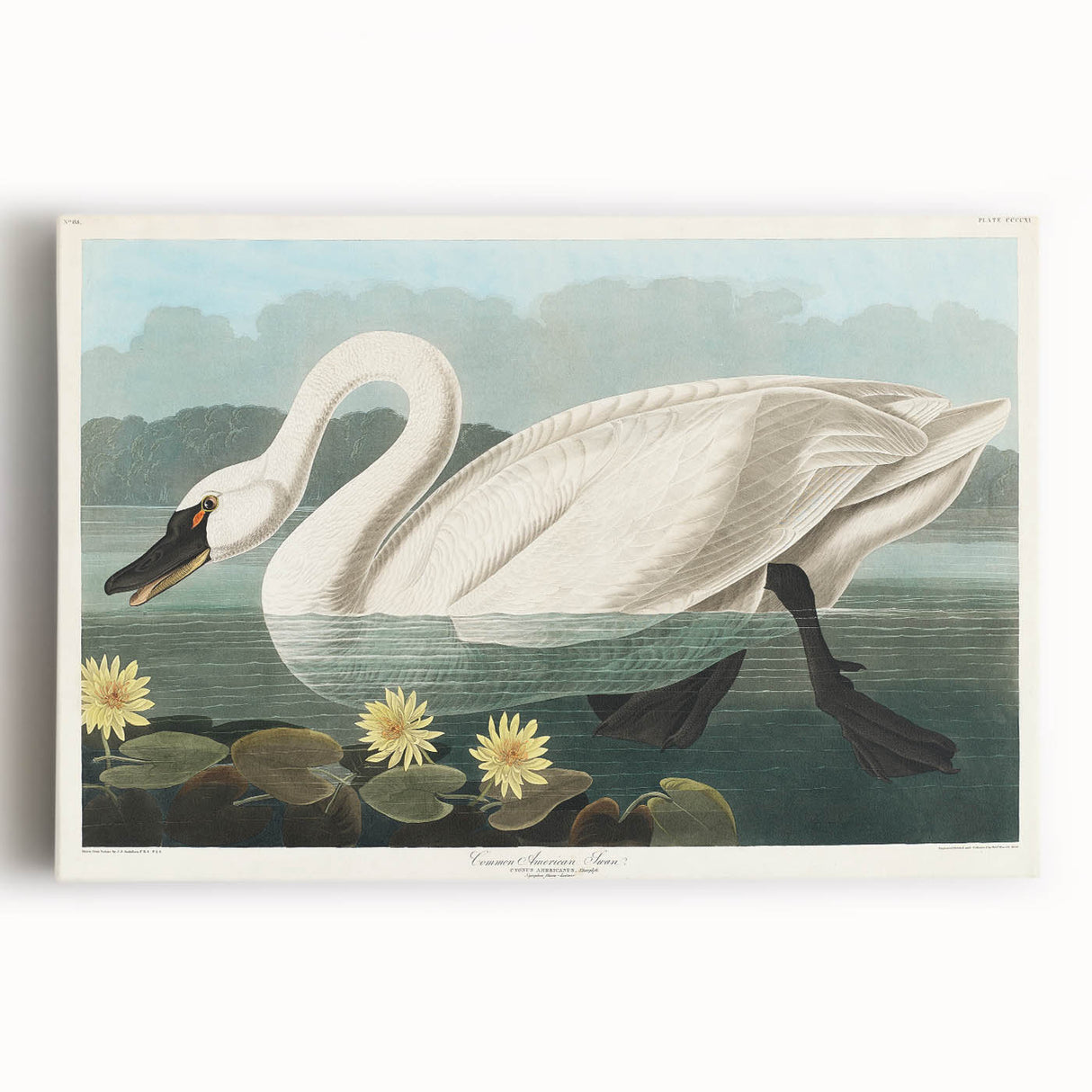 Romanticism Art: "Common American Swan" by John James Audubon
