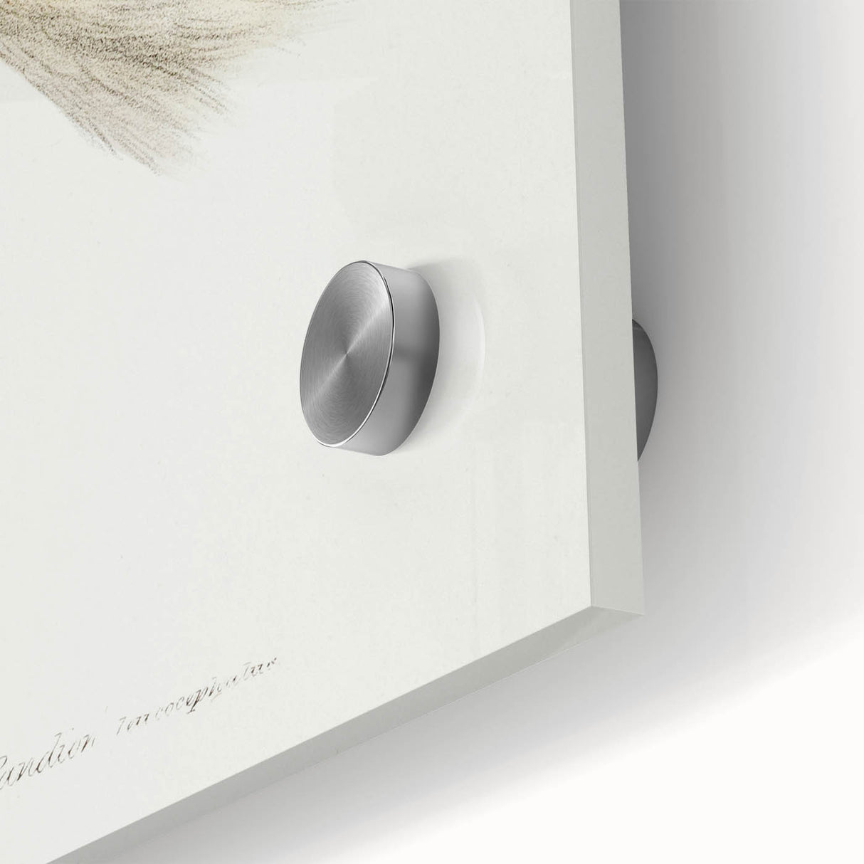 Romanticism Art: White-Headed Osprey Wildlife Illustration