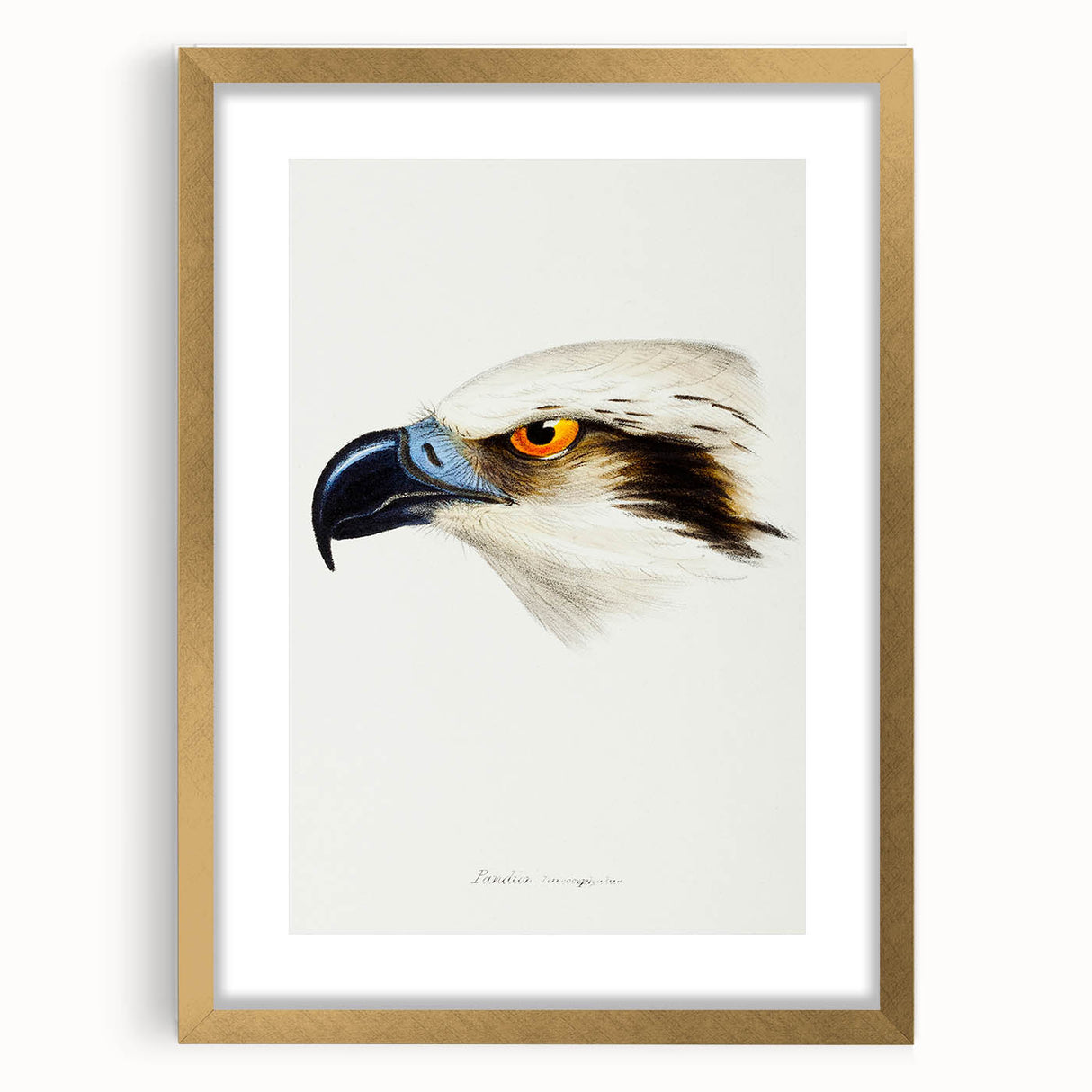 Romanticism Art: White-Headed Osprey Wildlife Illustration
