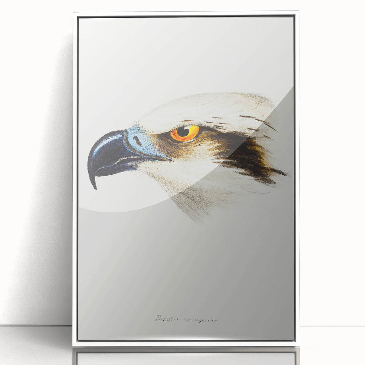 Romanticism Art: White-Headed Osprey Wildlife Illustration