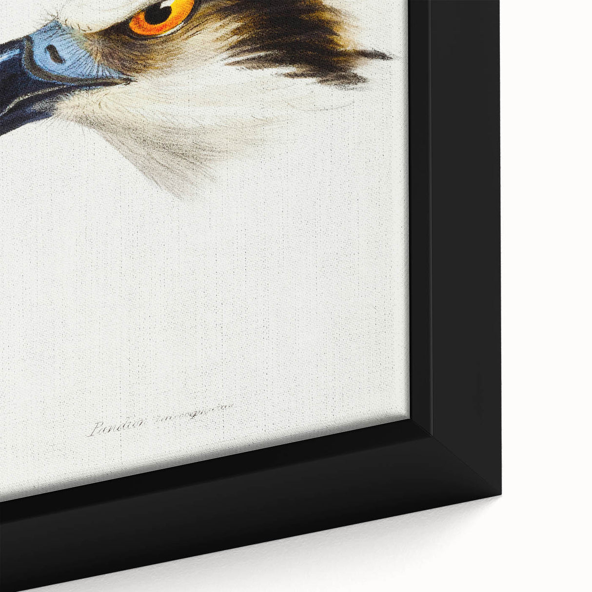 Romanticism Art: White-Headed Osprey Wildlife Illustration