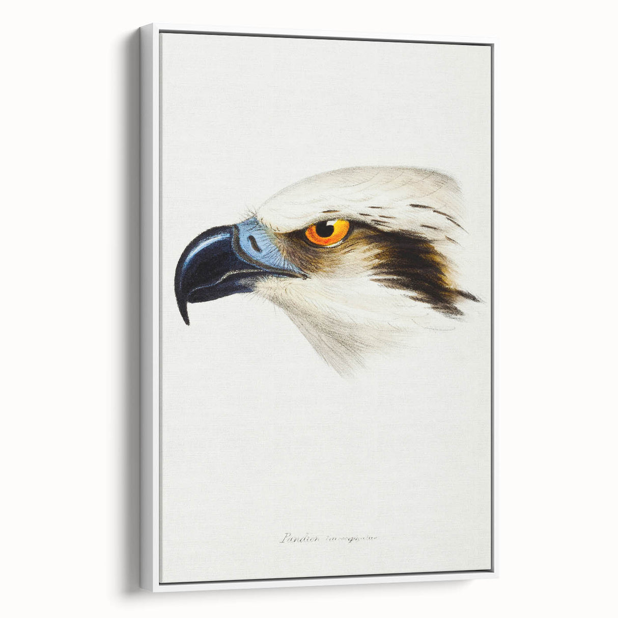 Romanticism Art: White-Headed Osprey Wildlife Illustration