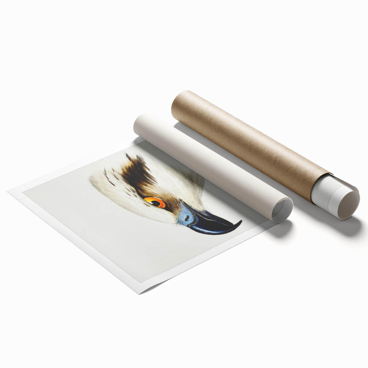 Romanticism Art: White-Headed Osprey Wildlife Illustration