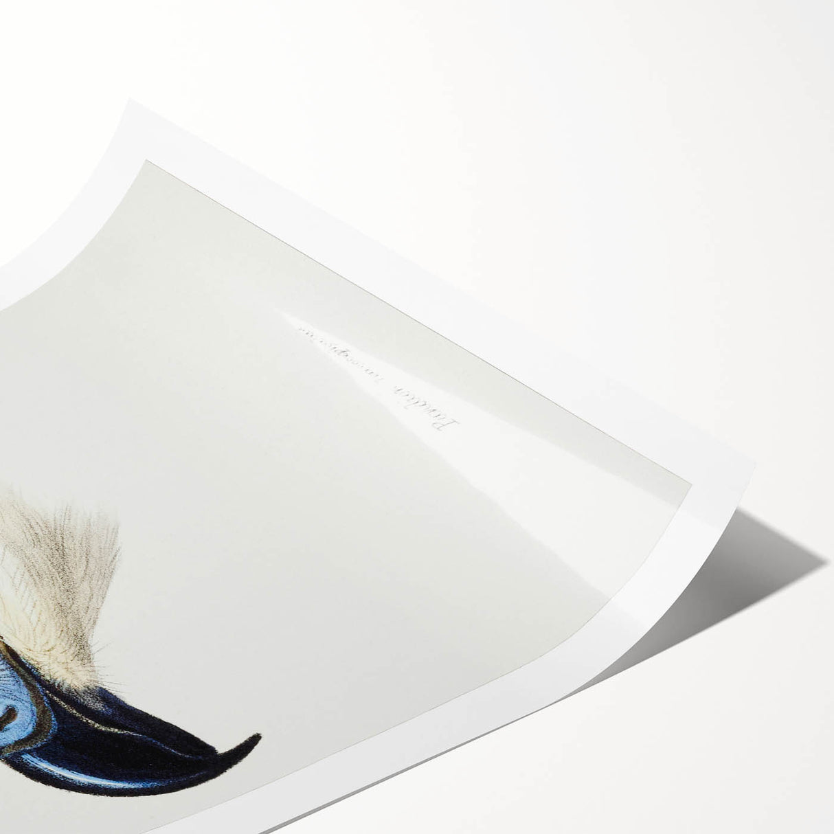 Romanticism Art: White-Headed Osprey Wildlife Illustration