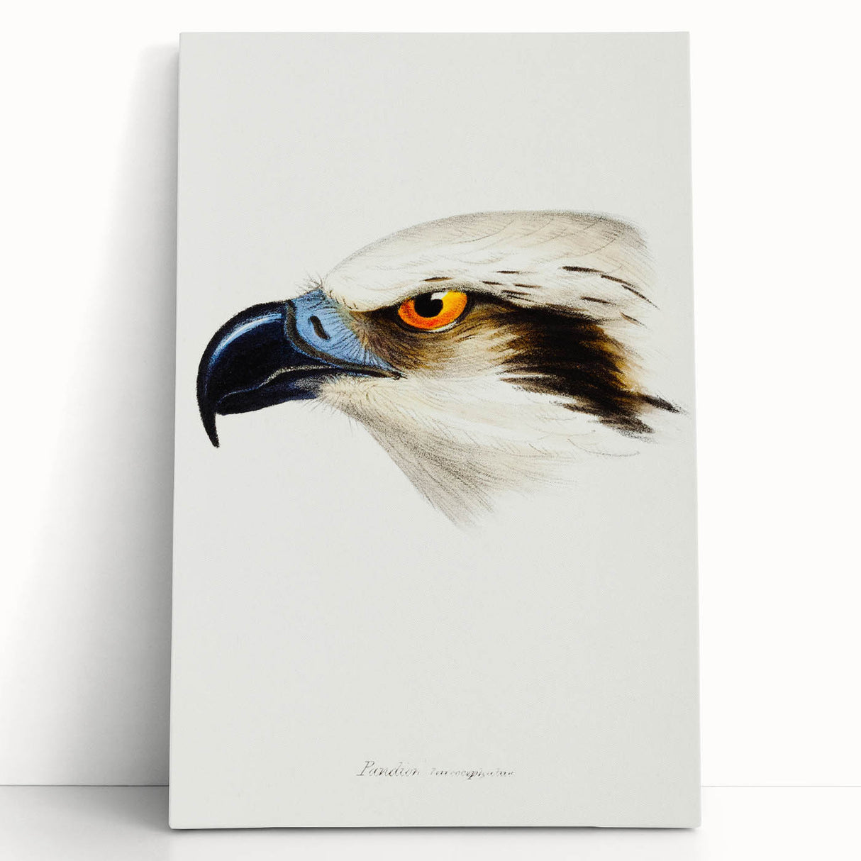 Romanticism Art: White-Headed Osprey Wildlife Illustration