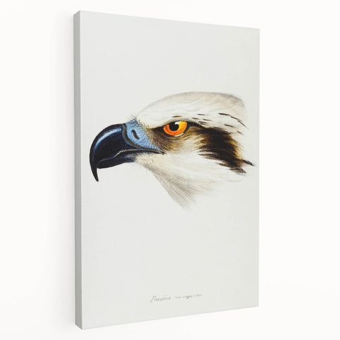 Romanticism Art: White-Headed Osprey Wildlife Illustration