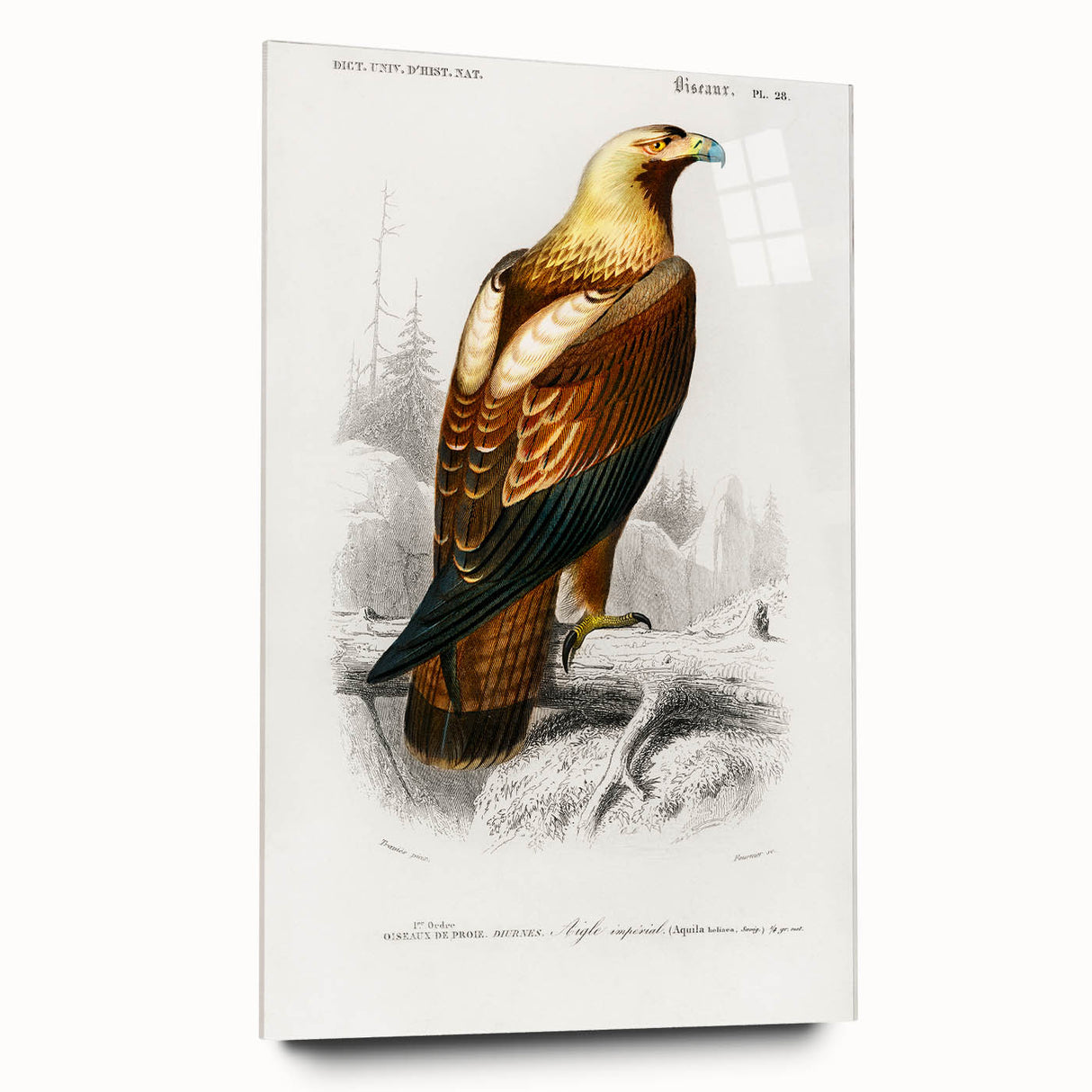 Romanticism Art: Eastern Imperial Eagle Illustration