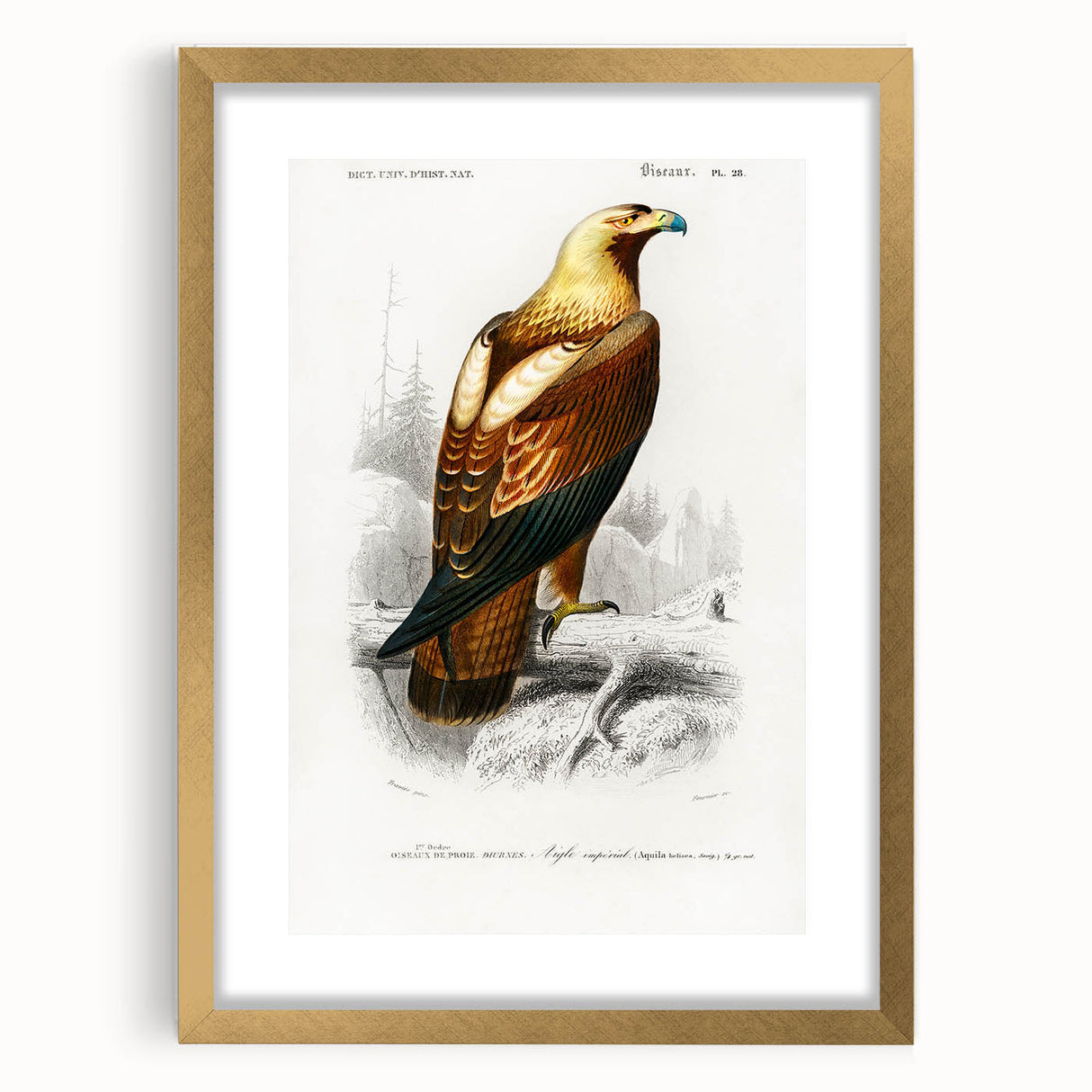 Romanticism Art: Eastern Imperial Eagle Illustration