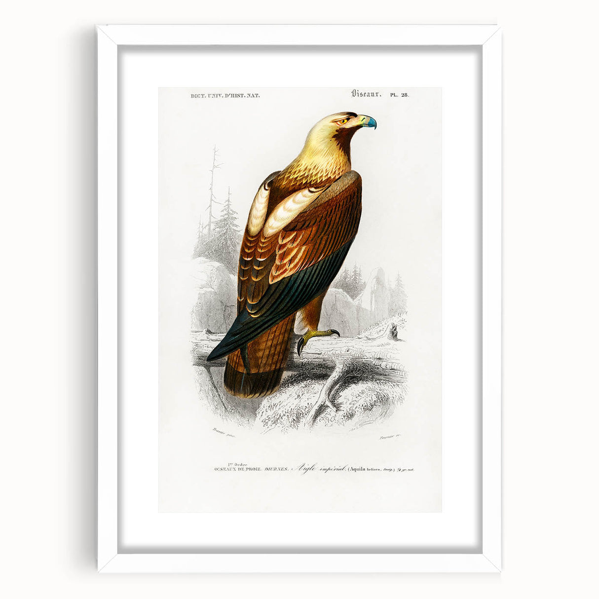 Romanticism Art: Eastern Imperial Eagle Illustration