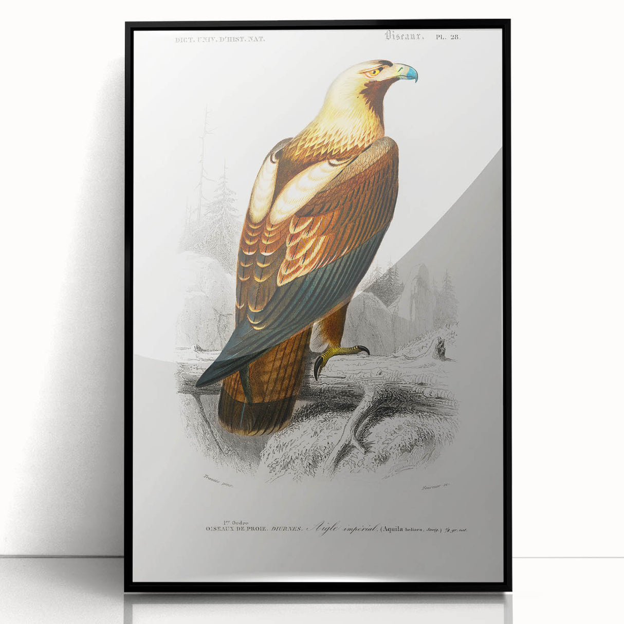 Romanticism Art: Eastern Imperial Eagle Illustration