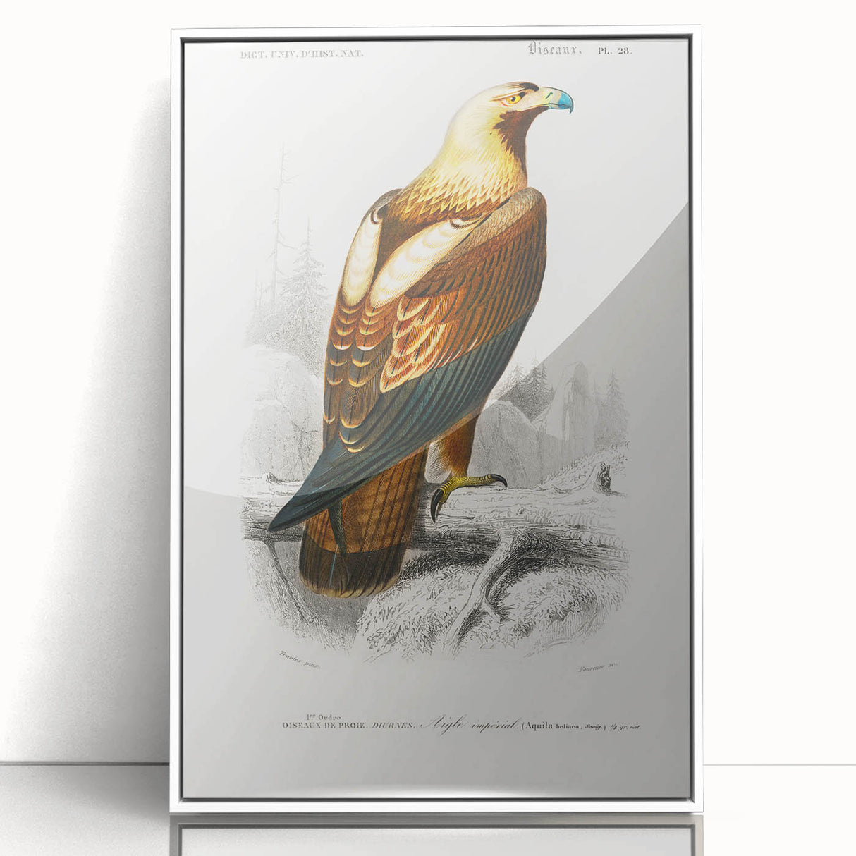 Romanticism Art: Eastern Imperial Eagle Illustration