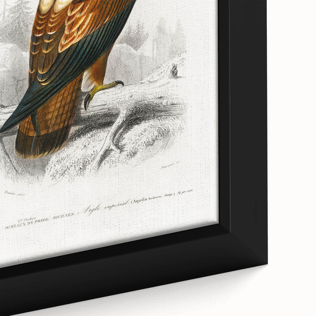 Romanticism Art: Eastern Imperial Eagle Illustration