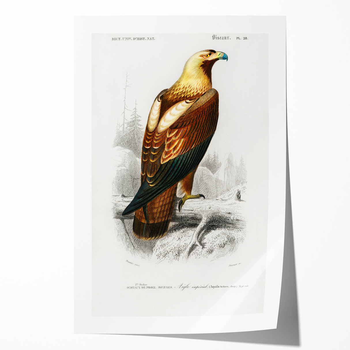 Romanticism Art: Eastern Imperial Eagle Illustration