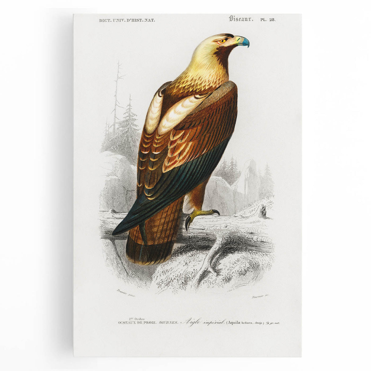 Romanticism Art: Eastern Imperial Eagle Illustration