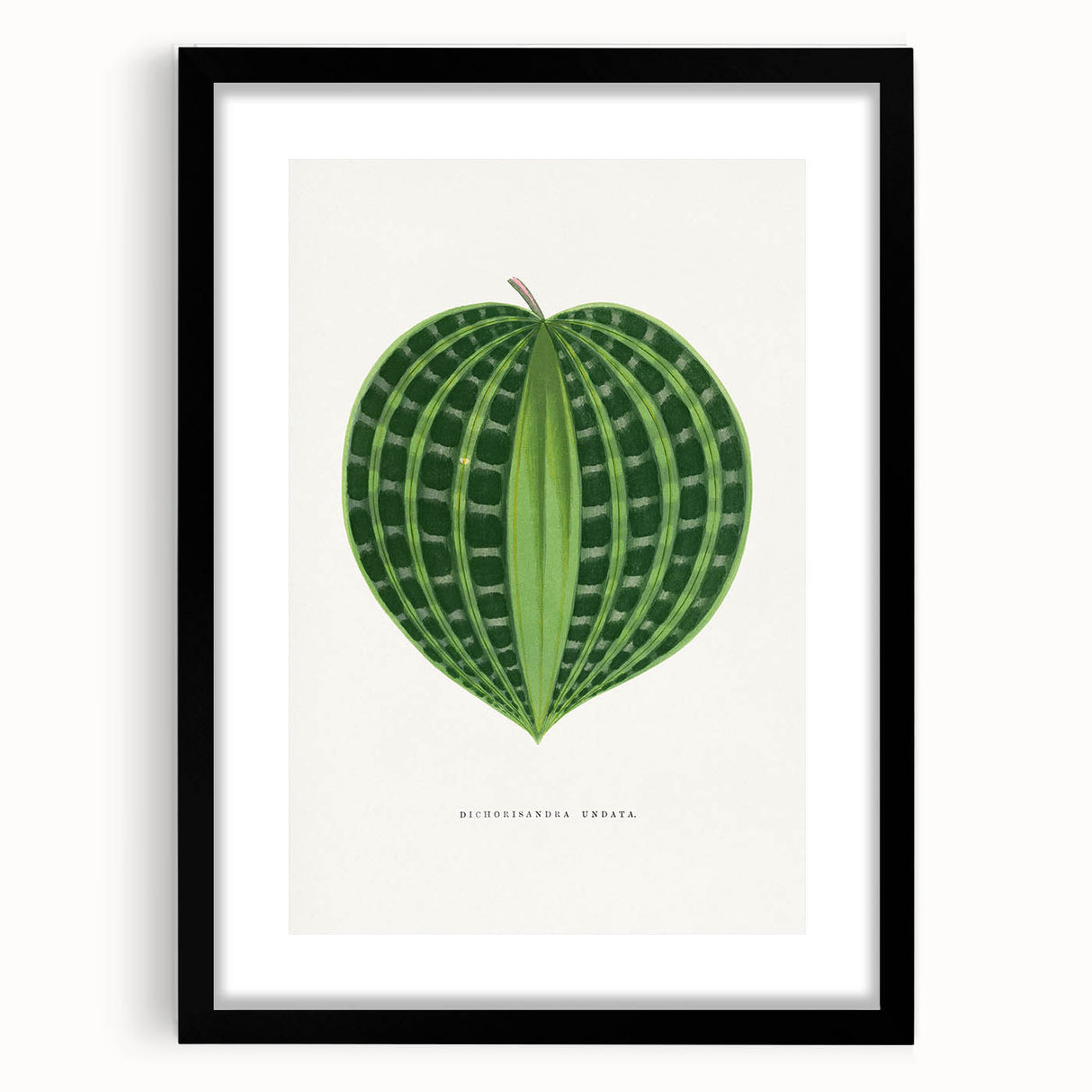Romanticism Art: Dichorisandra Undata Botanical Illustration