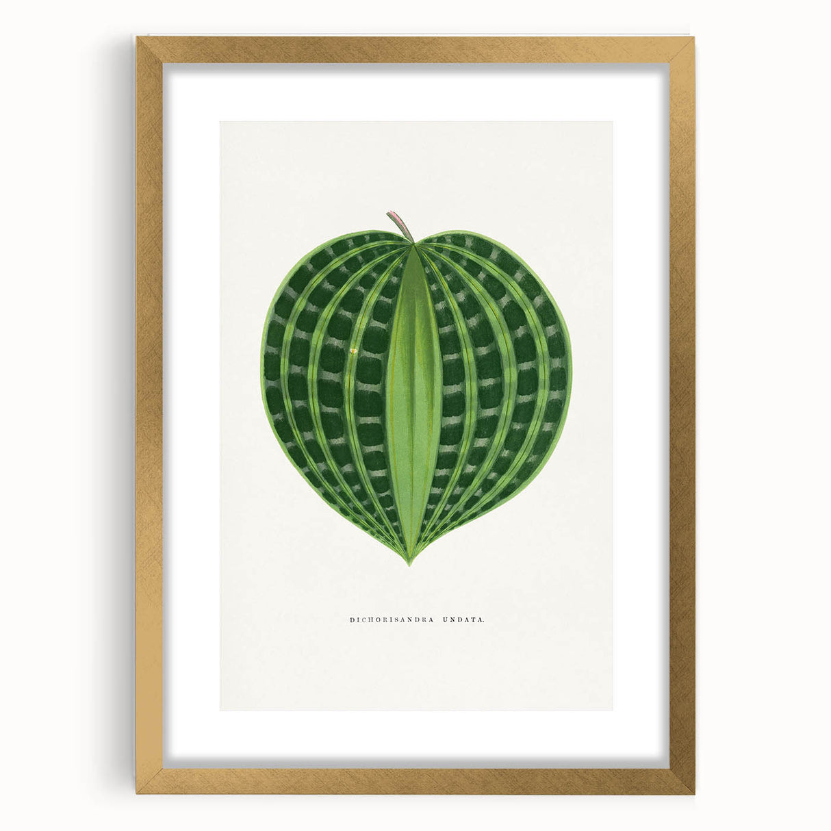 Romanticism Art: Dichorisandra Undata Botanical Illustration