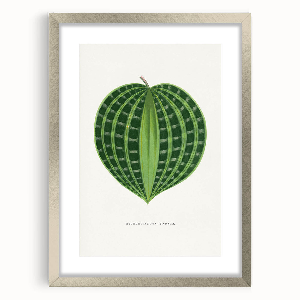 Romanticism Art: Dichorisandra Undata Botanical Illustration