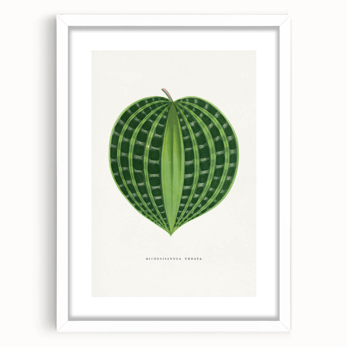Romanticism Art: Dichorisandra Undata Botanical Illustration